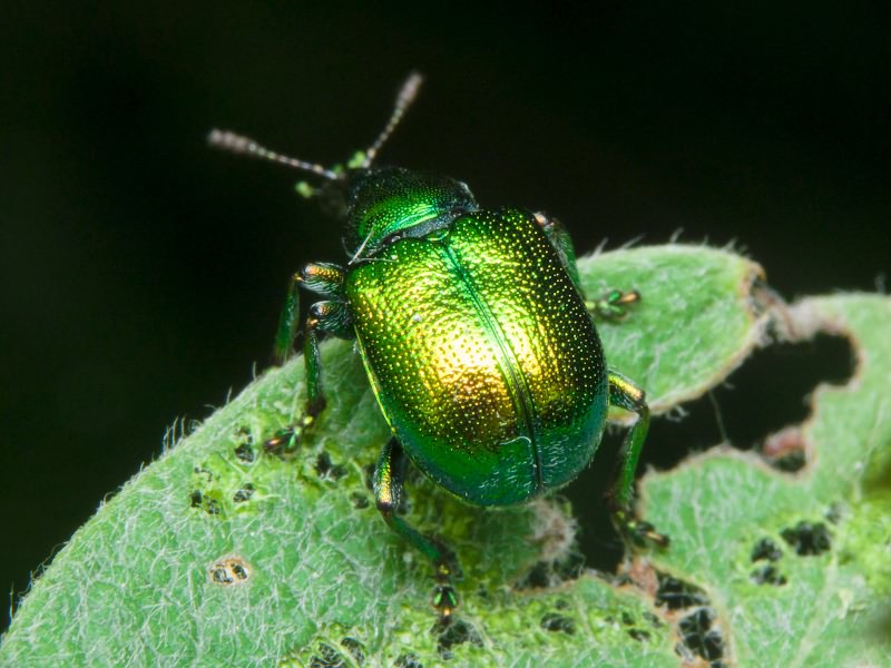 Byctiscus betulae (Linnaeus, 1758)